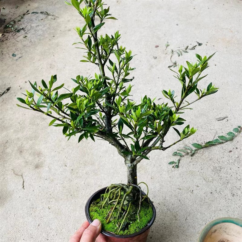 柳叶栀子花树苗水横枝盆景海岛小叶雀舌栀子花提根矮霸开花浓香型 - 图2
