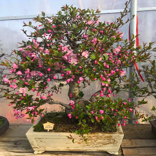 垂丝海棠花盆栽四季开花好养植物盆景老桩海棠花树苗冬季耐寒花卉 - 图3