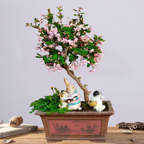 垂丝海棠花盆栽四季开花好养植物盆景老桩海棠花树苗冬季耐寒花卉 - 图1