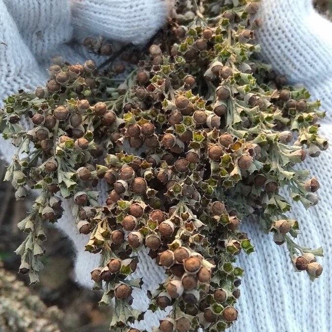 黄荆子床上用品枕头套件枕芯单件种子植物家居黄金布惊子茶,淘宝优惠券,粉丝福利购,淘宝优惠卷