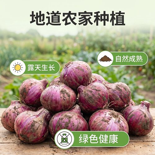 农家土洋葱小洋葱农家自留种露天传统种植香浓健康口感好 - 图0