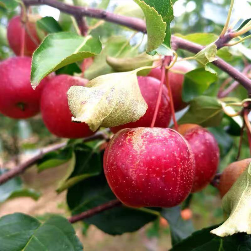 顺丰正宗新疆香妃海棠果鸡心果5斤冰糖小苹果孕妇当季新鲜水果W3 - 图1