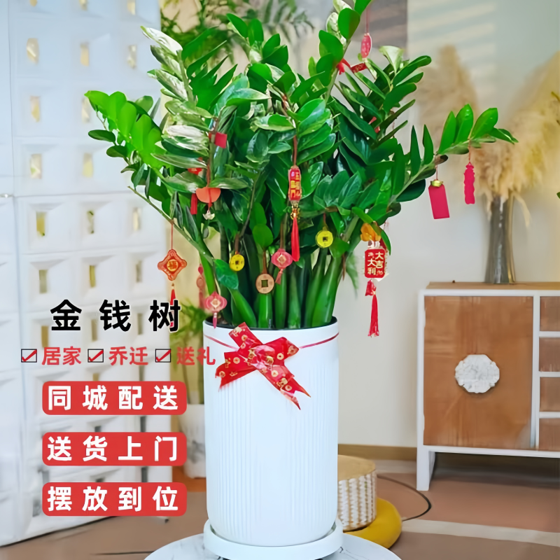 发财树金橘树天堂鸟客厅前台办公室乔迁开业大型绿植盆栽送货上门,淘宝优惠券,粉丝福利购,淘宝优惠卷