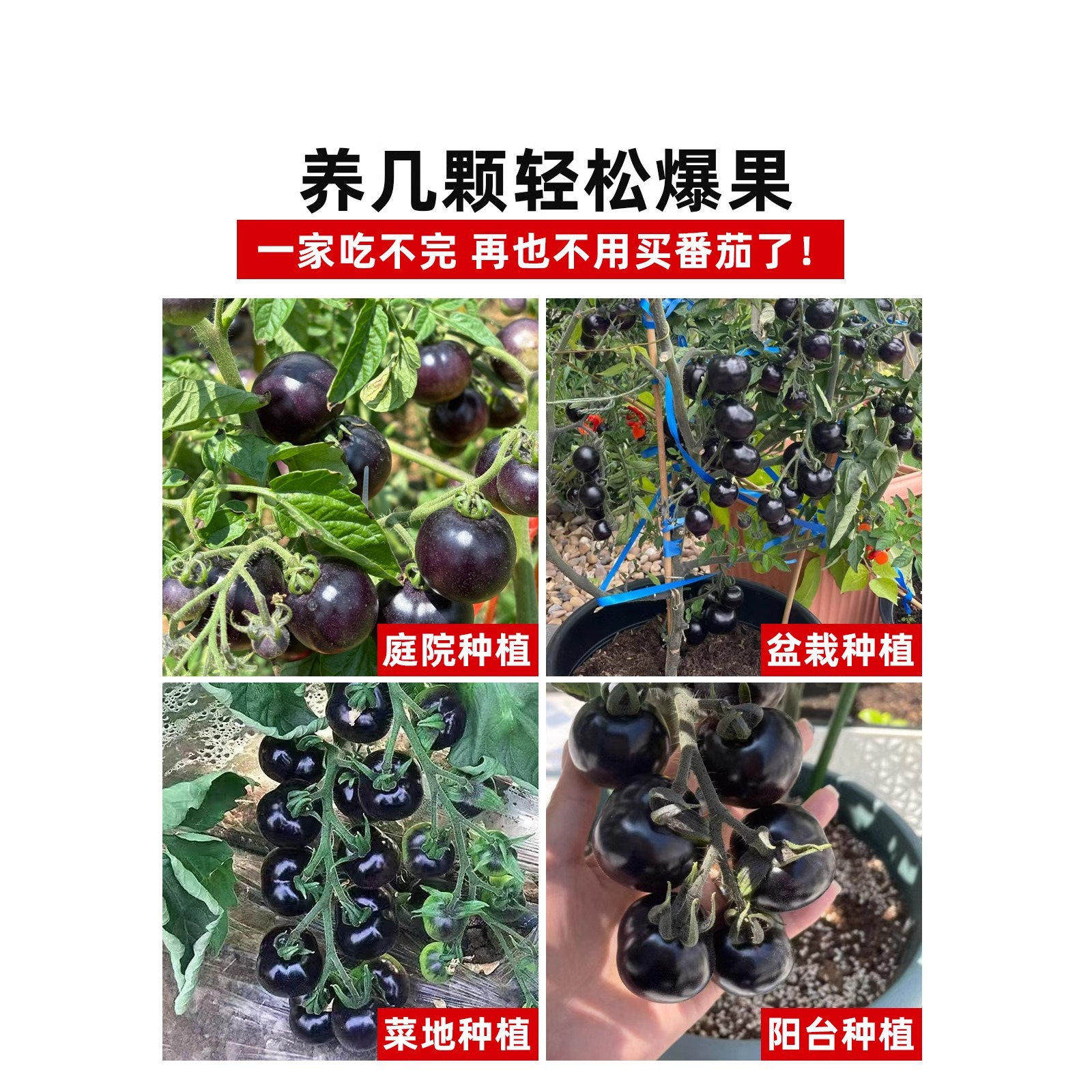糖水黑珍珠黑番茄种子黑柿子小番茄籽圣女果阳台盆栽蔬菜种子苗秧,淘宝优惠券,粉丝福利购,淘宝优惠卷