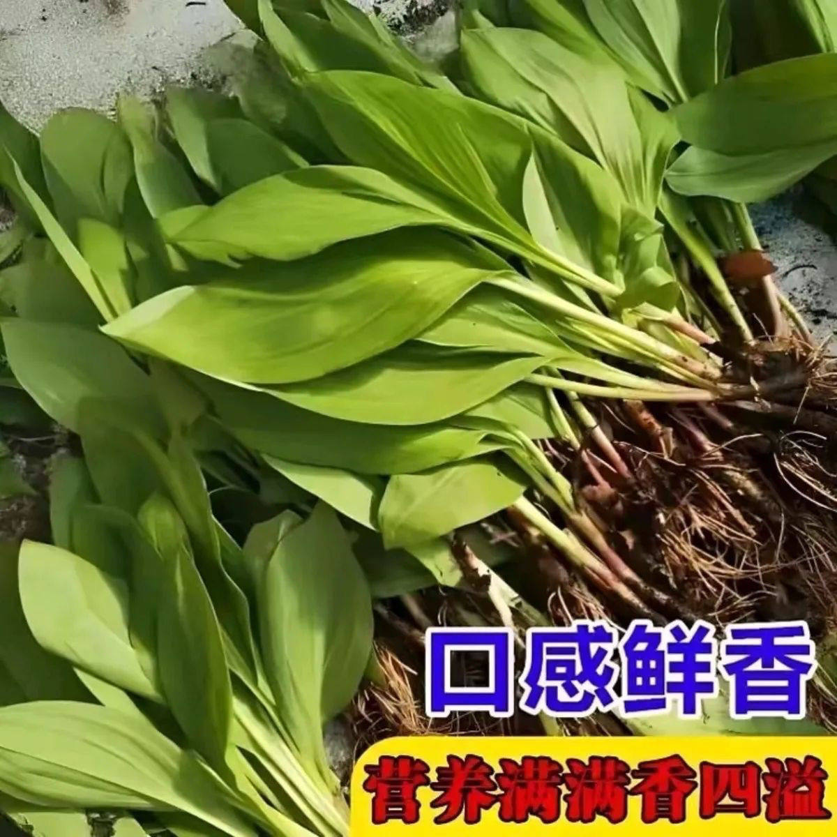 鹿耳韭种子盆栽小院四季皆宜种植南北方种籽,淘宝优惠券,粉丝福利购,淘宝优惠卷