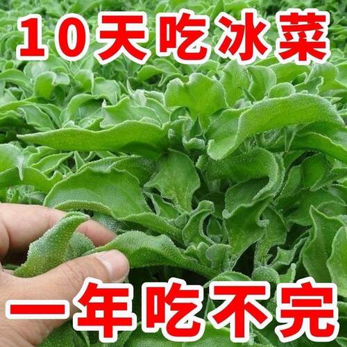 正品冰菜新鲜冰晶菜南方蔬菜四季长寿菜营养高钙冻不死沙拉菜 - 图2