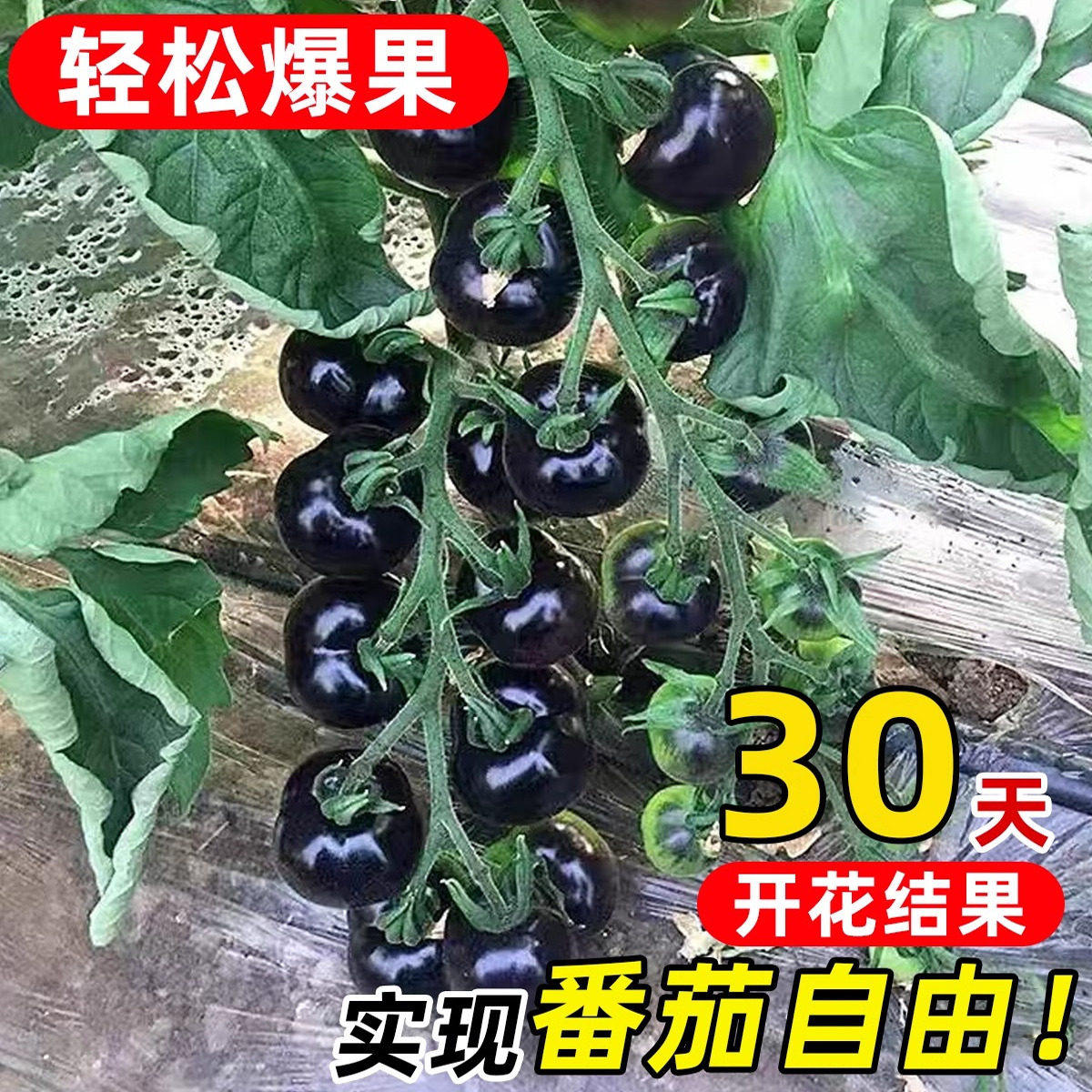 糖水黑珍珠黑番茄种子黑柿子小番茄籽圣女果阳台盆栽蔬菜种子苗秧,淘宝优惠券,粉丝福利购,淘宝优惠卷