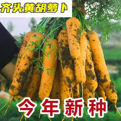 【今年新种】黄参水果胡萝卜种孑齐头黄胡萝卜种春秋季蔬菜种子 - 图2