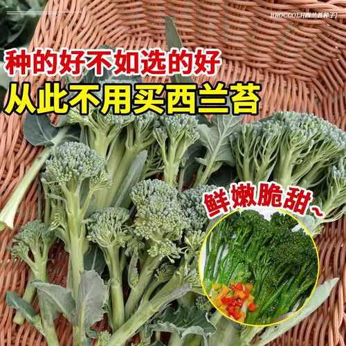 云南新鲜兰花苔西兰花苔芥蓝菜农家自种西兰花脆嫩兰花菜苔新鲜 - 图2