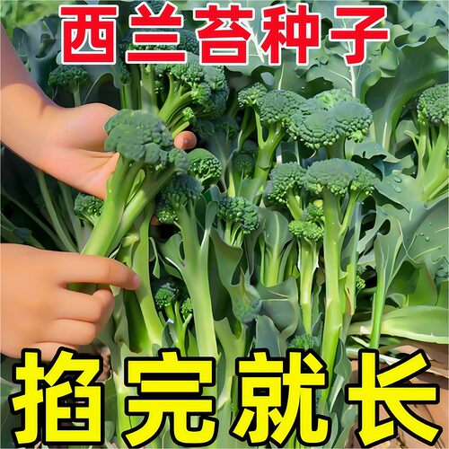 云南新鲜兰花苔西兰花苔芥蓝菜农家自种西兰花脆嫩兰花菜苔新鲜 - 图3