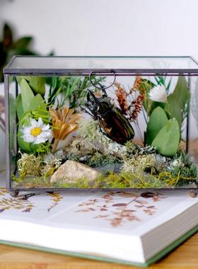 真昆虫标本生态微景观展示 摆件玻璃花房罩书房甲虫金龟植物蝴蝶