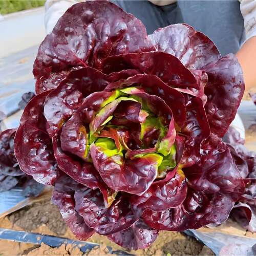 奶油汉堡咖啡紫生菜新鲜叶菜生吃凉拌甜脆多汁沙拉菜农家自种生菜 - 图0