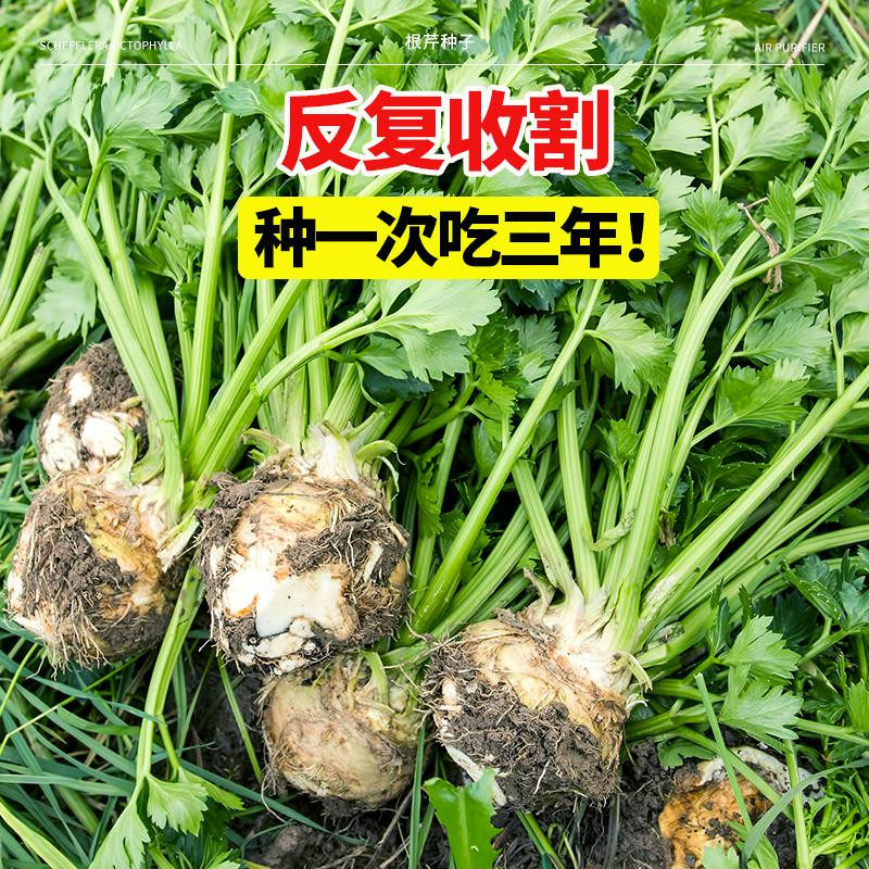 根芹球根芹疙瘩山东地中海根芹耐寒秋冬蔬菜正宗根芹老桩阳台种球,淘宝优惠券,粉丝福利购,淘宝优惠卷