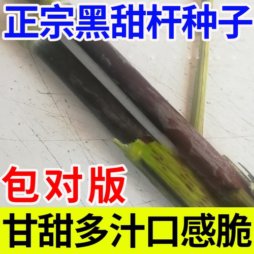黑皮甜杆种子根根甜糖度高汁水足小菜园种植春夏秋四季播水果种孑 - 图0