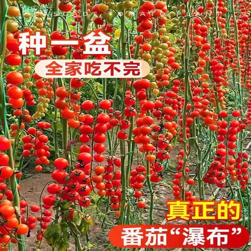 瀑布番茄种子樱桃小西红柿籽盆栽阳台小院种植生长移栽水果种籽,淘宝优惠券,粉丝福利购,淘宝优惠卷