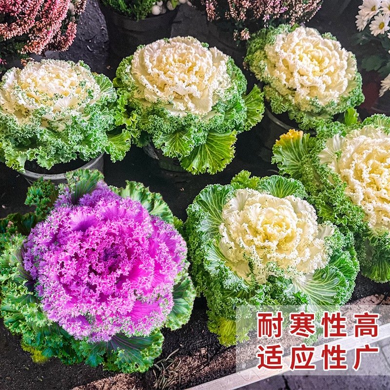 多彩羽衣甘蓝种籽观赏食用日本甘兰蔬菜种子叶牡丹春秋季盆栽菜籽,淘宝优惠券,粉丝福利购,淘宝优惠卷