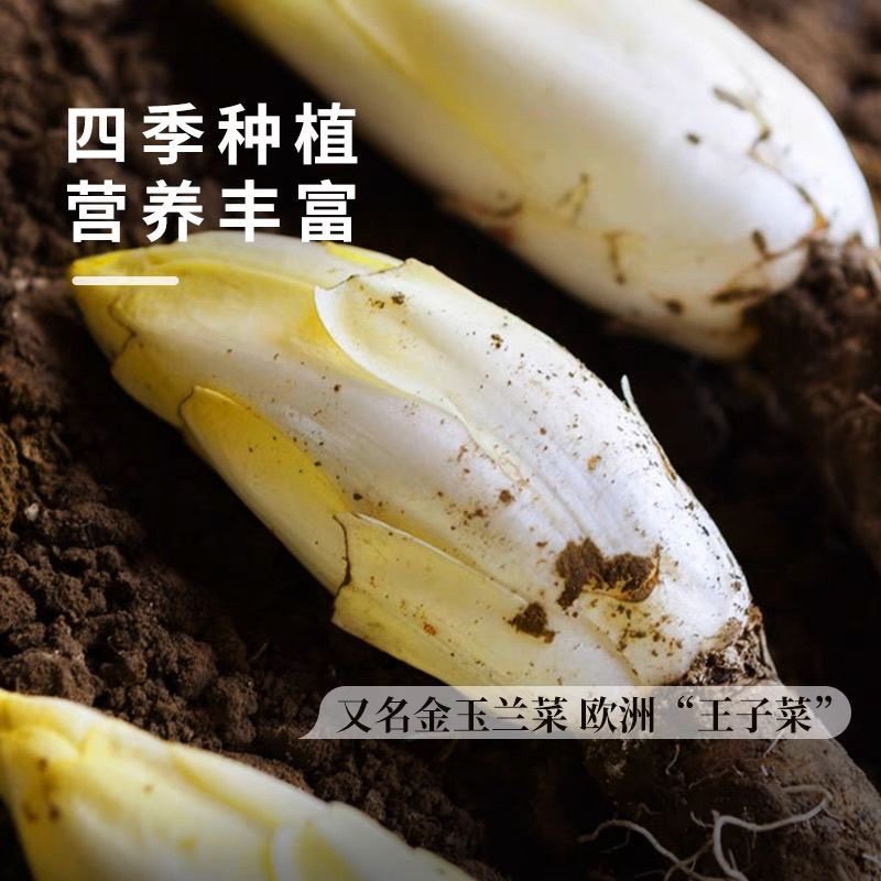 金玉兰菜种子一年四季多年生王兰菊苣种子籽阳台盆栽白玉兰菜种籽,淘宝优惠券,粉丝福利购,淘宝优惠卷