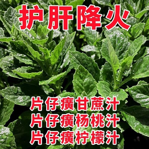 片仔癀草可食用白凤菜苗阳台庭院盆栽药材养生菜苗好种易活白当归 - 图2