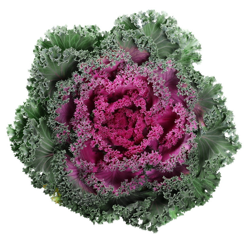 多彩羽衣甘蓝种籽观赏食用日本甘兰蔬菜种子叶牡丹春秋季盆栽菜籽,淘宝优惠券,粉丝福利购,淘宝优惠卷