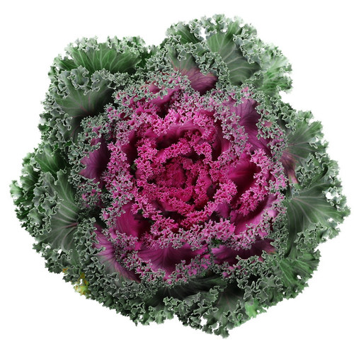 多彩羽衣甘蓝种籽观赏食用日本甘兰蔬菜种子叶牡丹春秋季盆栽菜籽 - 图3