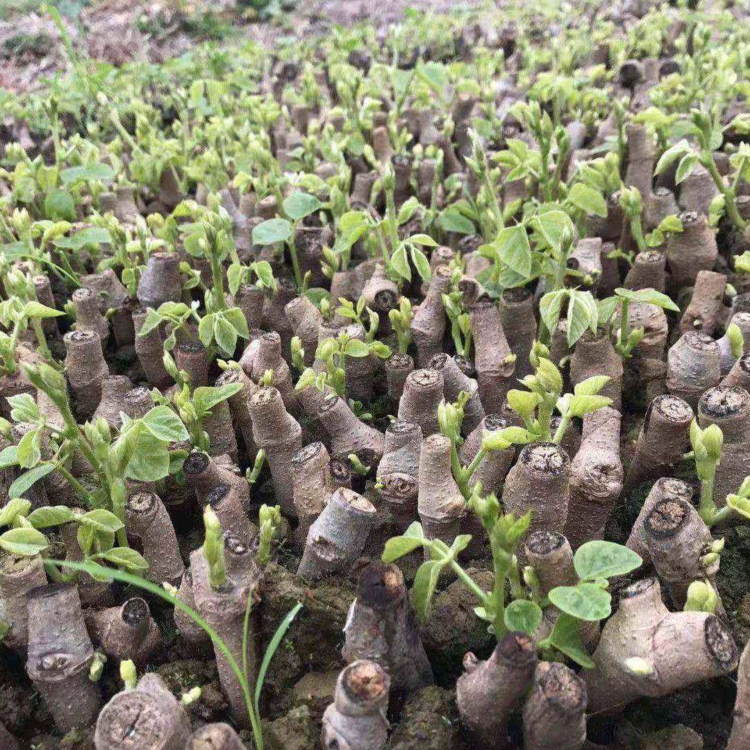 高产无渣粉葛种苗正宗广西葛根苗新品种葛根苗藤县春季菜葛苗,淘宝优惠券,粉丝福利购,淘宝优惠卷