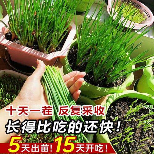 种植专用四川小香葱红葱头带芽盆栽火葱黄葱四季葱苗榨葱油干葱头 - 图1