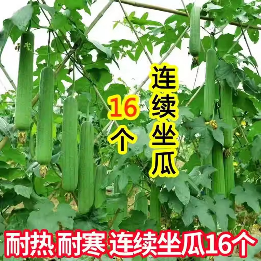 抗热耐高温肉丝瓜早熟丝瓜籽四季香丝瓜软糯肉厚皮薄庭院爬藤丝瓜,淘宝优惠券,粉丝福利购,淘宝优惠卷