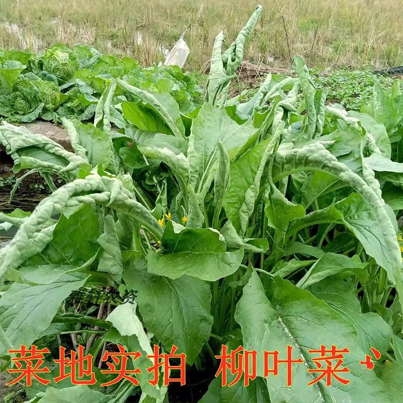 柳叶菜心种子桂林菜花种子广东广西蔬菜种籽卷叶蔬菜种籽,淘宝优惠券,粉丝福利购,淘宝优惠卷