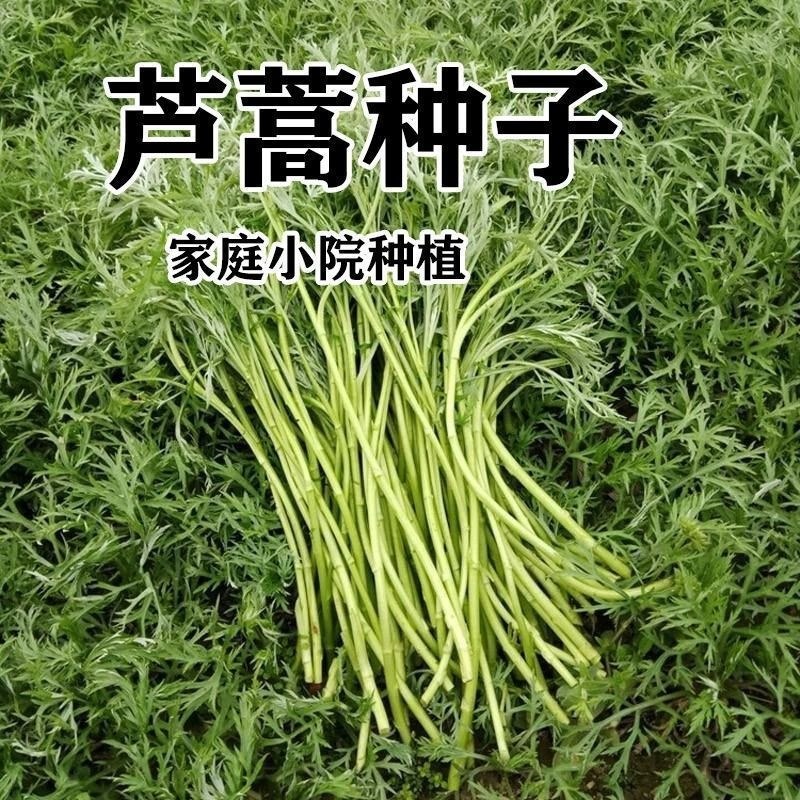【特高产】美味芦蒿藜蒿种子四季盆栽地栽阳台小院种植高产,淘宝优惠券,粉丝福利购,淘宝优惠卷