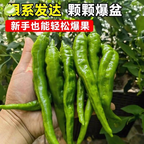 正宗樟树港辣椒苗秧苗湖南辣椒种籽子四季朝天椒辣椒种孑盆栽大全 - 图1