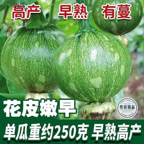 无蔓绿珠小青瓜种子早熟小南瓜种子短藤无蔓农户大田高产蔬菜种子 - 图0