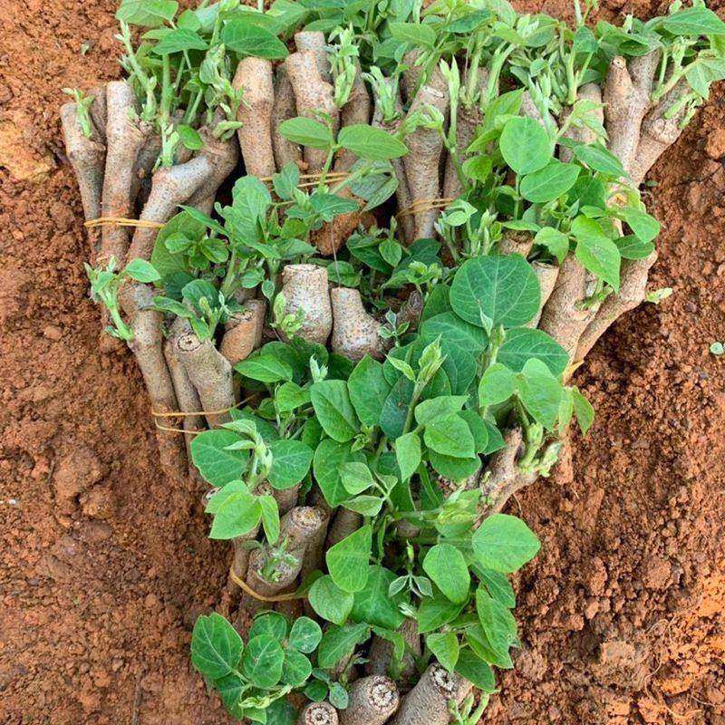 高产无渣粉葛种苗正宗广西葛根苗新品种葛根苗藤县春季菜葛苗,淘宝优惠券,粉丝福利购,淘宝优惠卷