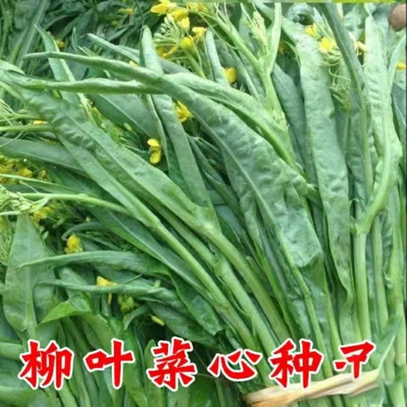 柳叶菜心种子桂林菜花种子广东广西蔬菜种籽卷叶蔬菜种籽,淘宝优惠券,粉丝福利购,淘宝优惠卷