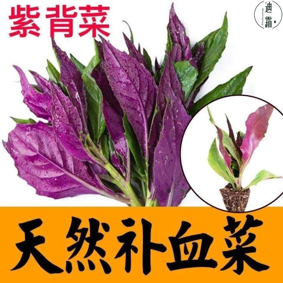 新鲜紫背菜时令蔬菜观音菜血皮菜紫背天葵叶子菜四川农家自种包邮,淘宝优惠券,粉丝福利购,淘宝优惠卷