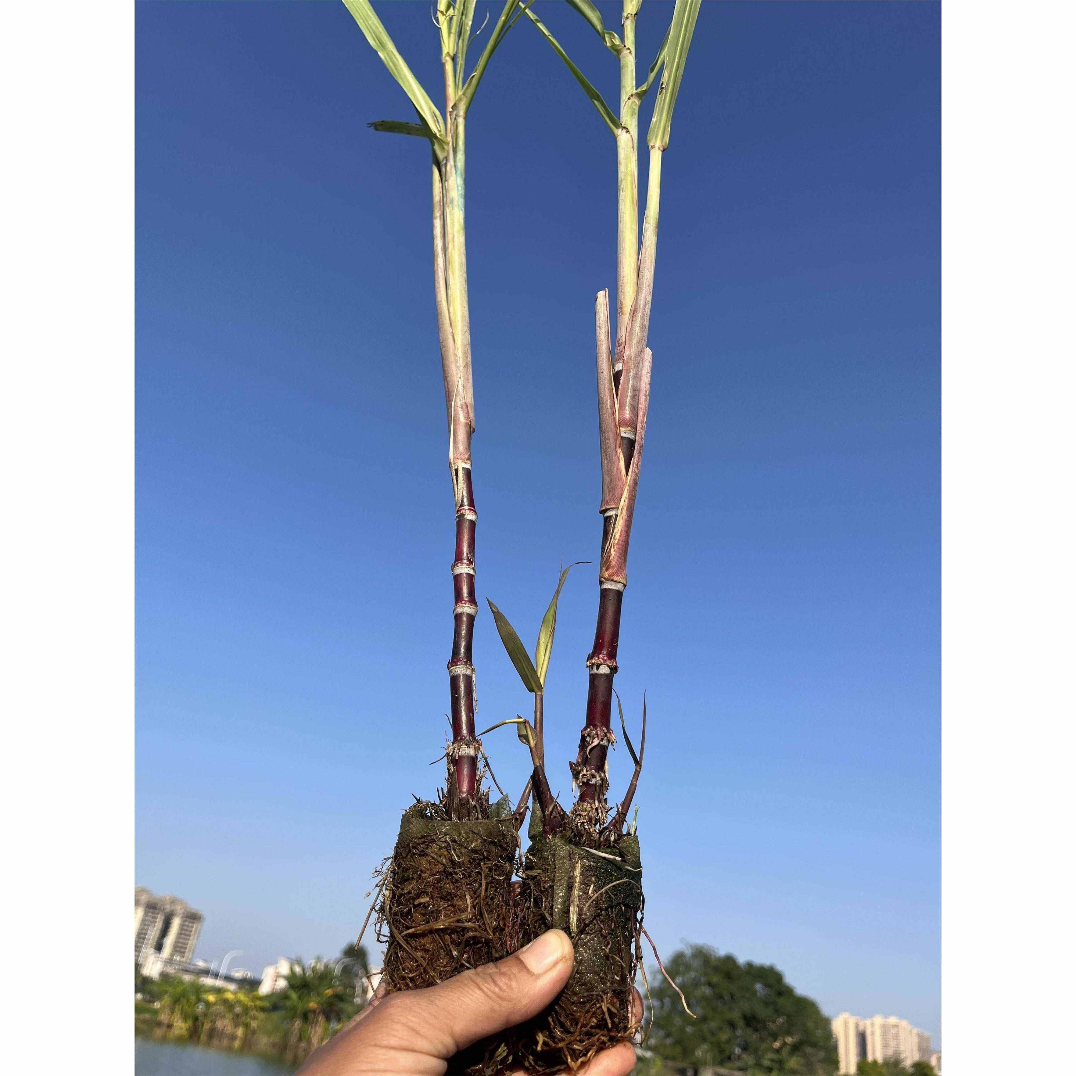 迷你小甘蔗广西甘蔗盆栽盆景南北甘蔗苗室内室外盆栽黑皮甘蔗,淘宝优惠券,粉丝福利购,淘宝优惠卷