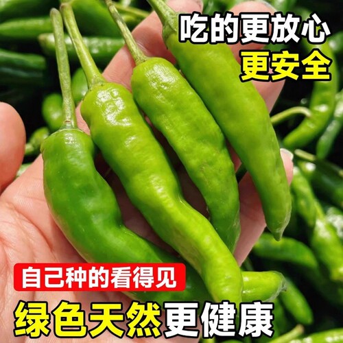 正宗樟树港辣椒苗秧苗湖南辣椒种籽子四季朝天椒辣椒种孑盆栽大全 - 图2