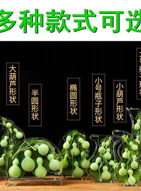 天然绿色小葫芦摆件保鲜水葫芦家居博古架摆件亚力克创意工艺礼品