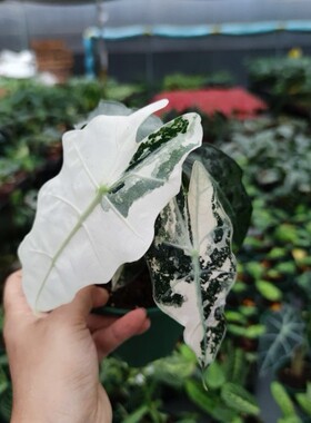 白锦大仙女锦小仙女锦化海芋竹芋盆栽黄锦化飘雪植物白锦绿植盆栽