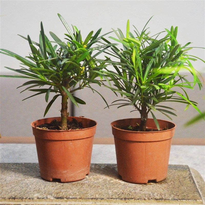 小叶雀舌老桩罗汉松苔玉苔藓球茶桌室内素雅水培易养盆景盆栽绿植,淘宝优惠券,粉丝福利购,淘宝优惠卷