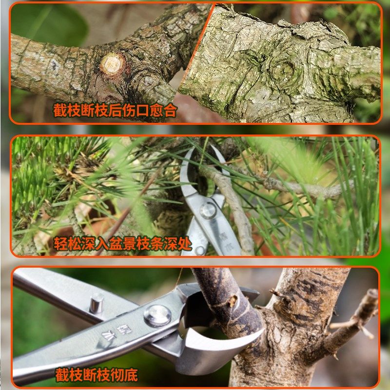 枝剪枝专业工具造型钳鼎不锈凹形木斜修剪专用剪刀盆景钢叉口制作,淘宝优惠券,粉丝福利购,淘宝优惠卷