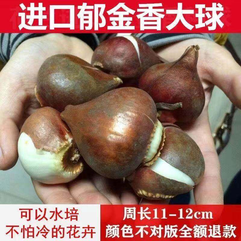 进口郁金香大种球5度球盆栽花卉水培土养耐寒室内外阳台鲜花植物,淘宝优惠券,粉丝福利购,淘宝优惠卷