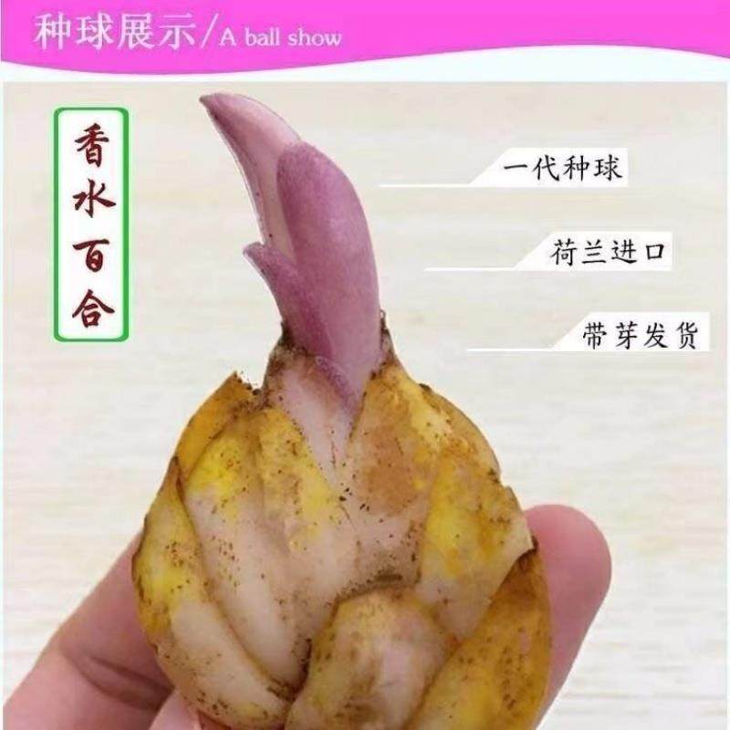 进口重瓣香水百合花种球带牙种子多头浓香室内外花卉盆栽,淘宝优惠券,粉丝福利购,淘宝优惠卷