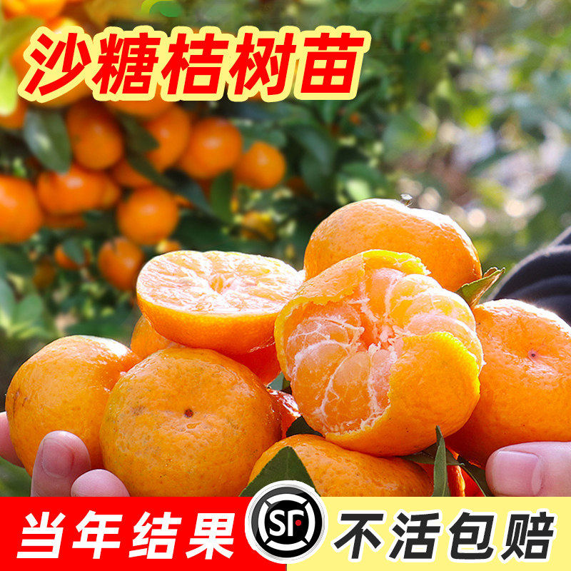 沙糖桔子树苗优质广西砂糖橘树苗橙子南方北方种植无籽橘子树果苗,淘宝优惠券,粉丝福利购,淘宝优惠卷