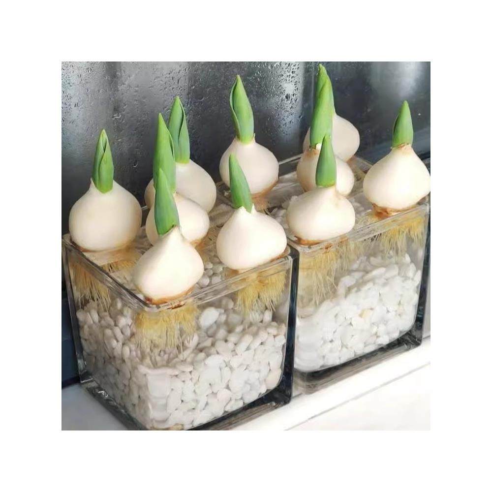 进口荷兰水培郁金香种球室内室外水养花卉植物盆栽四季耐寒五度球,淘宝优惠券,粉丝福利购,淘宝优惠卷