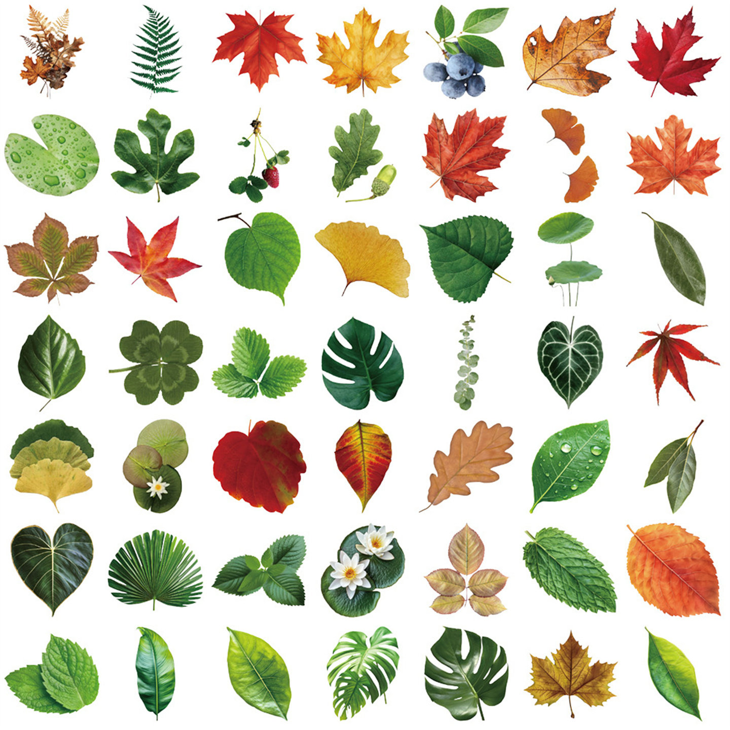 50张ins风树叶pet创意一树一叶植物自然收集录系列贴纸创意涂鸦笔记本行李箱冰箱滑板平板防水贴画,淘宝优惠券,粉丝福利购,淘宝优惠卷