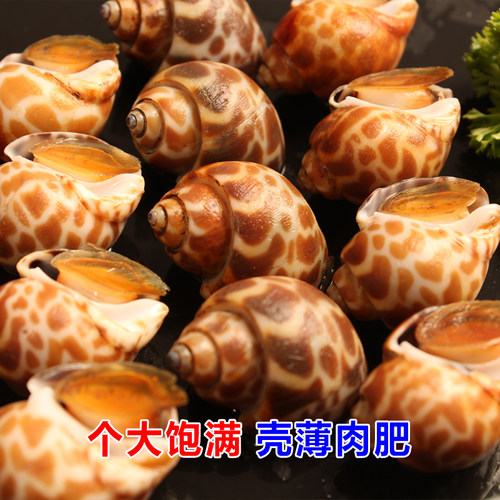 花螺鲜活新鲜海螺特大号海鲜水产鲜活鲜冻冷冻东风螺特大花螺贝类 - 图2