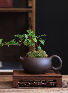 创意紫砂茶壶花盆文竹米竹菖蒲福建茶小绿植庭院盆栽摆件趣味送礼