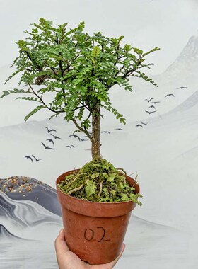 清香型胡椒木一物一拍盆景素材苗盆栽造型常绿植物庭院观叶植物