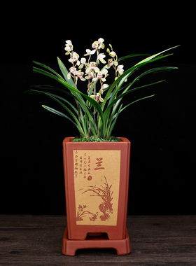 精品紫砂兰花专用盆手工桌面室内君子兰四方古典陶瓷兰草盆景花盆
