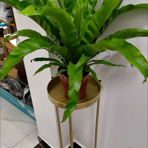 千花阁绿植展叶鸟巢蕨盆栽水培绿植室内北欧好养净化空气观叶绿植 - 图0